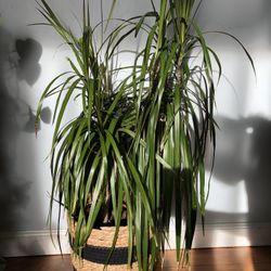 Indoor Plant