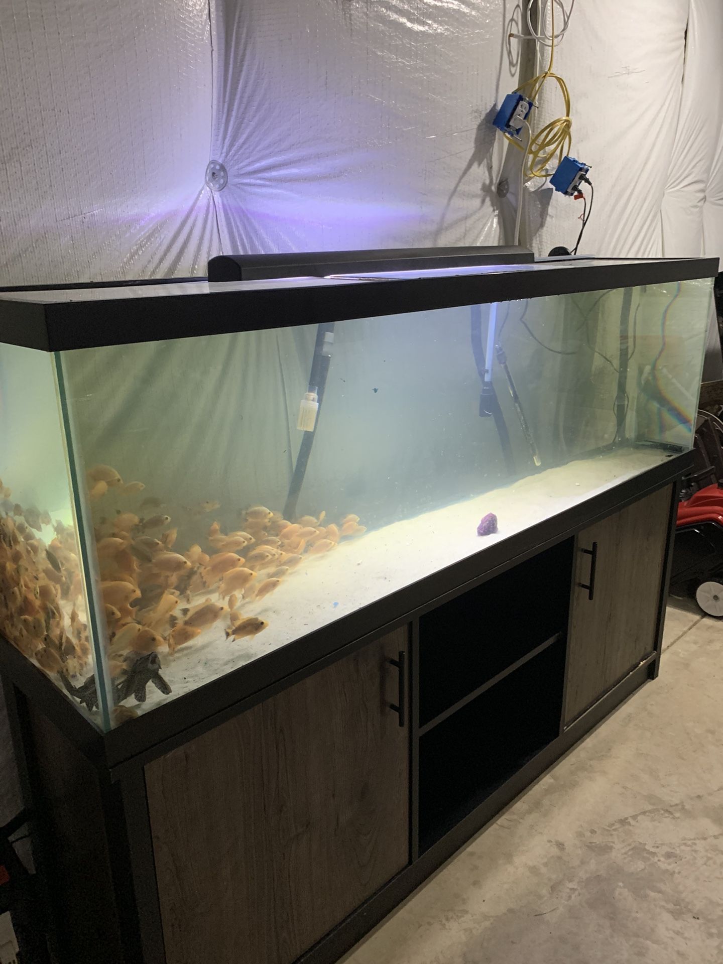 Petsmart fish hotsell tanks 125 gallon