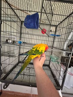 “Large Bird Cage – Excellent Condition”.