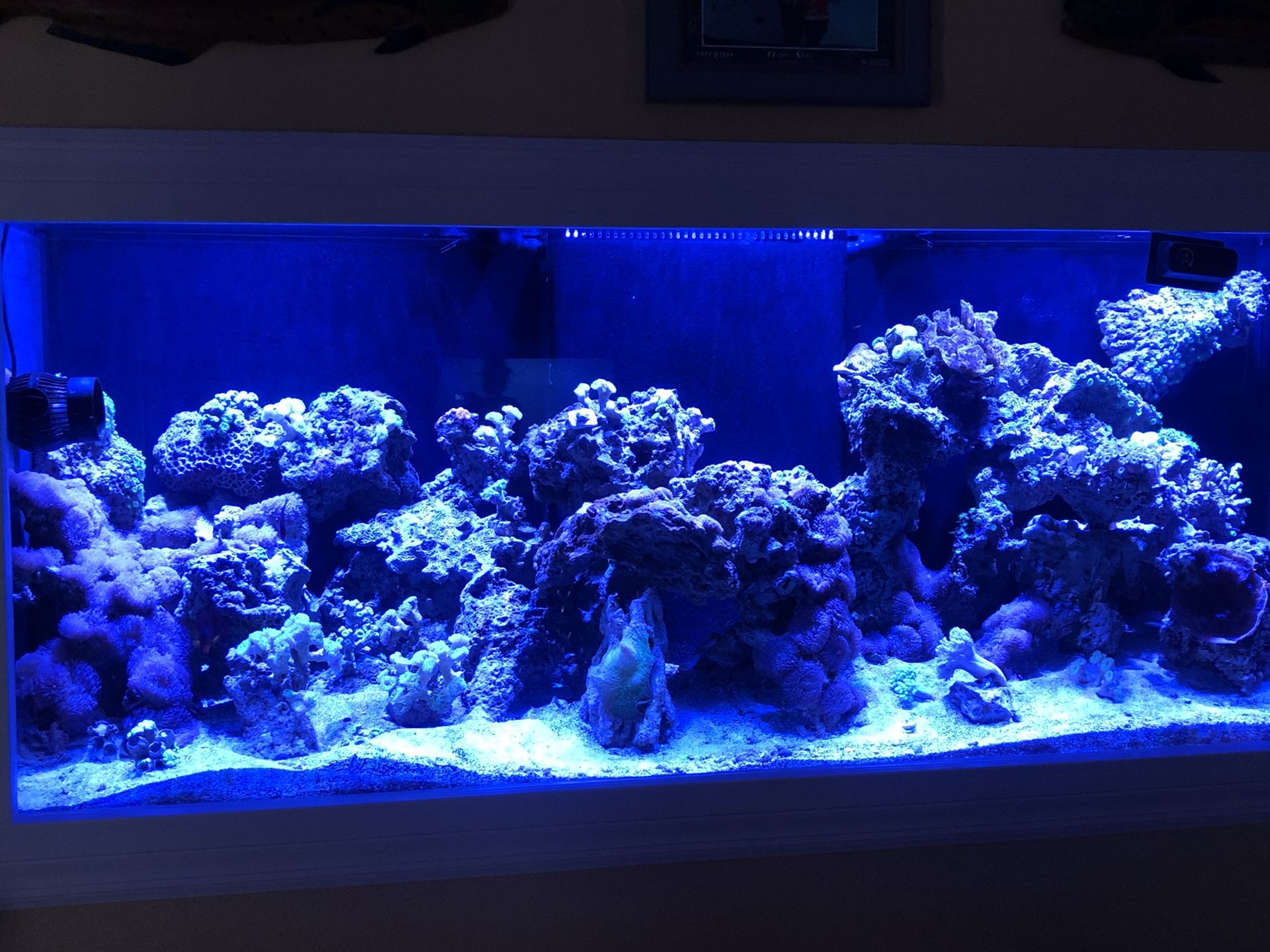 Aquarium Reef Live rock for Sale in Kissimmee, FL OfferUp