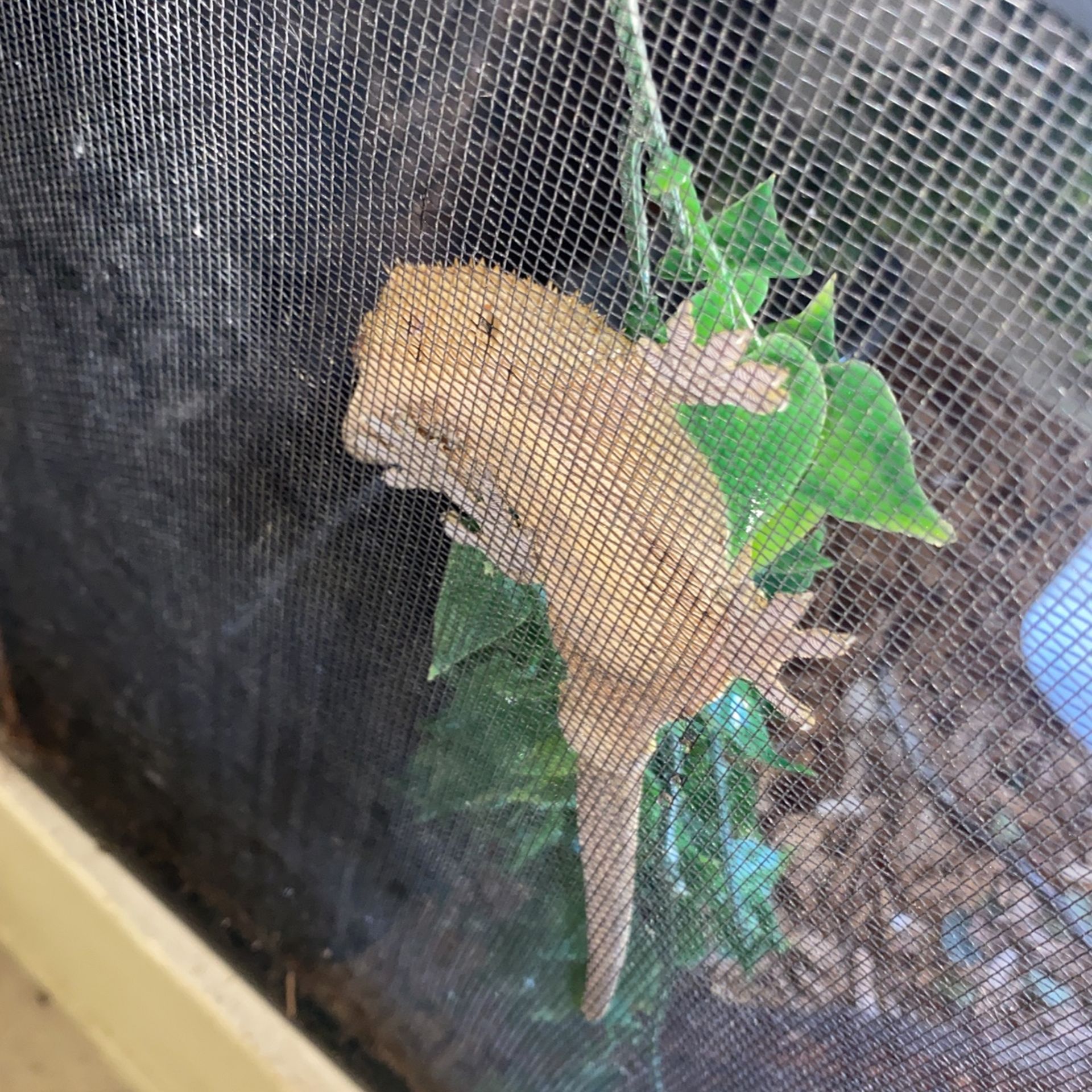 Harley Quinn Crested Gecko