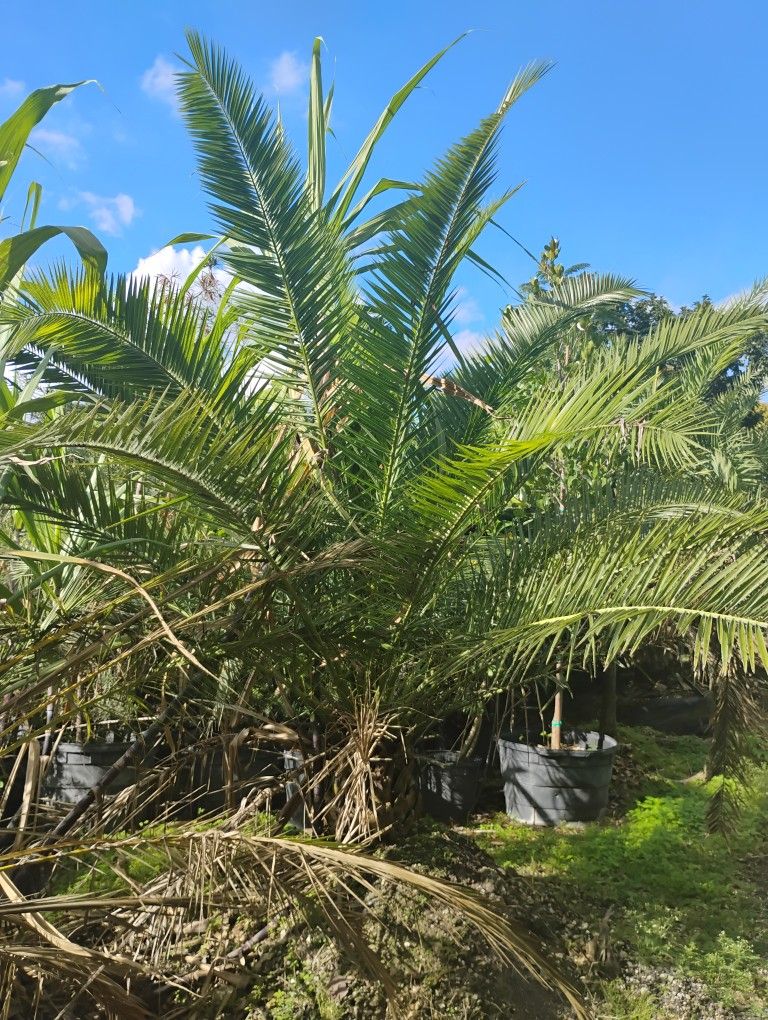 Canary Palm Sale! $450🌴