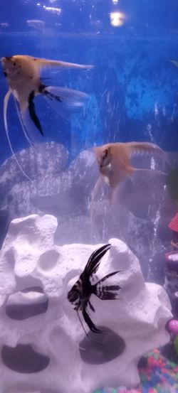 Angel fish family beautiful must see
