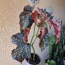 Begonia Craklin Rosie Plant $25