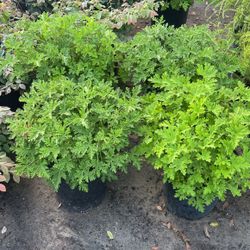 🚨 Citronella