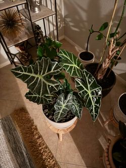 House Plant Polly Alocasia