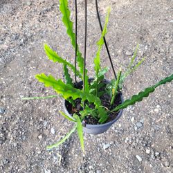 Fishbone Cactus Plant 6" Pot