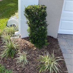 Boxwood Rectangular Shrub