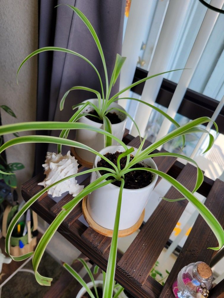 Plant - Spider Plants