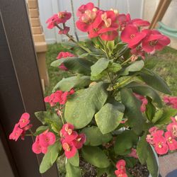 Corona De Cristo  Planta Grande Color De Flor  Coral 