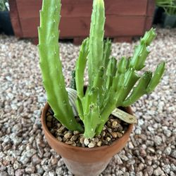 Stapelia gigantea 