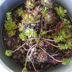 Two Type Of Succulents In Large Pot