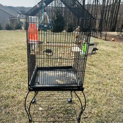 bird and cage 
