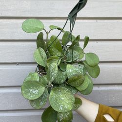 6” hoya obovata super splash