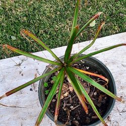 #16  Dracaena marginata 3 plants In One 5gal Pot 4 Feet Tall