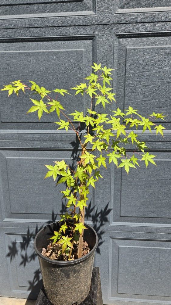Fall Colors - Acer Palmatum