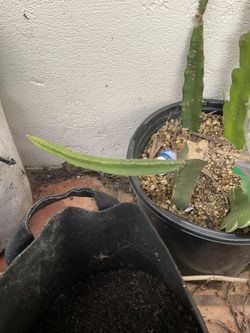 Rare Interesting Dragon Fruit Varieties Open To Trades