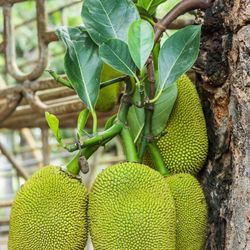 Jackfruit Tree 
