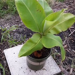 Dwarf Cavendish Banana Plants