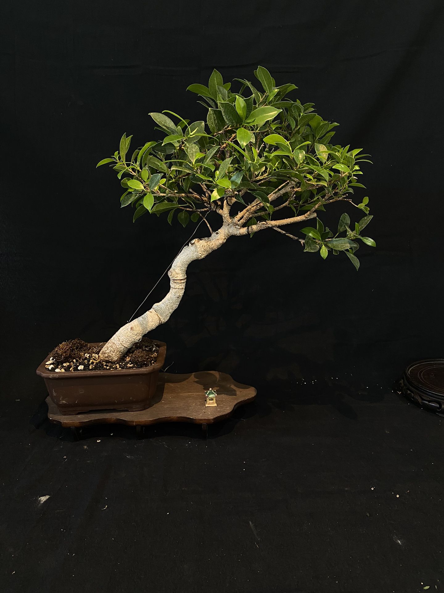 Bonsai