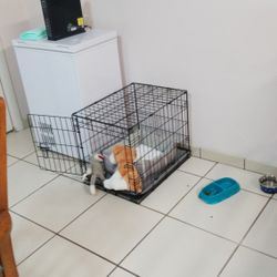 Dog Crate