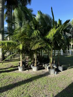 Palms King Alexander