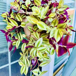 Tri Color Wandering Jew Hanging Plant- Easy To Grow 