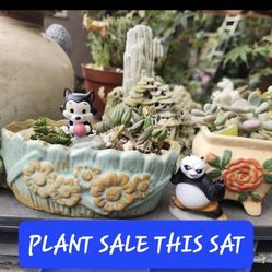 Plant And Succulent Sale This Saturday From 1pm To 5pm In San Lorenzo. Starts At 1pm