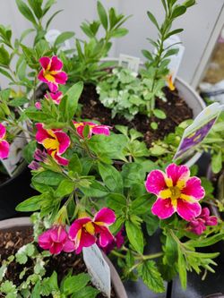 Plant Sale