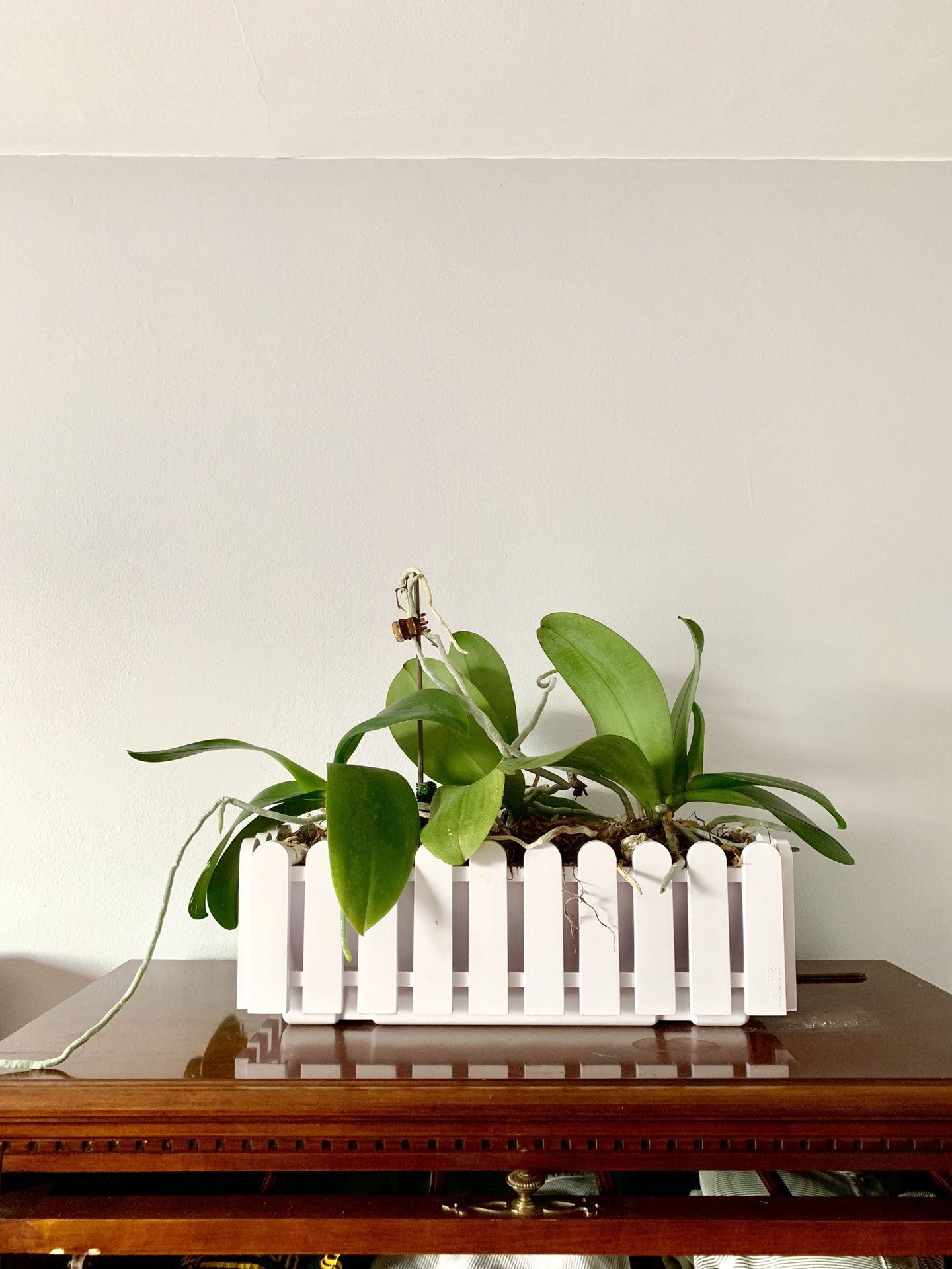 White Orchid in White Planter Pot Indoor Plant