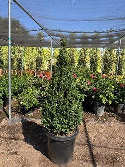 English boxwood cones