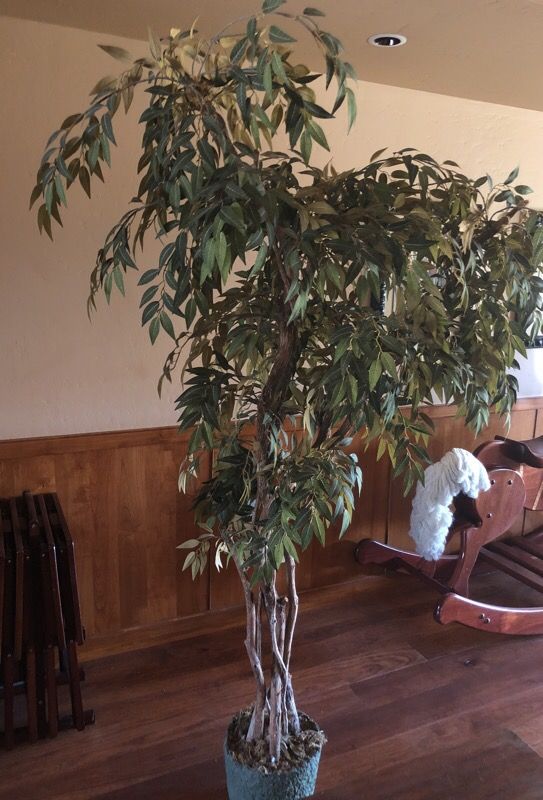 Ficus tree 6ft real wood branches for Sale in Scottsdale, AZ OfferUp