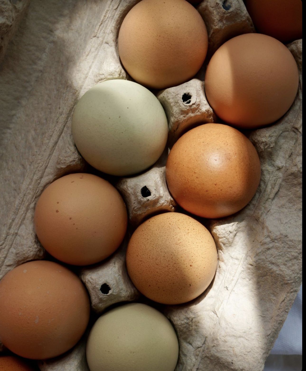 Farm fresh eggs everyday