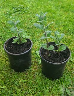 Apple Mint is an herb