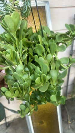 Plant