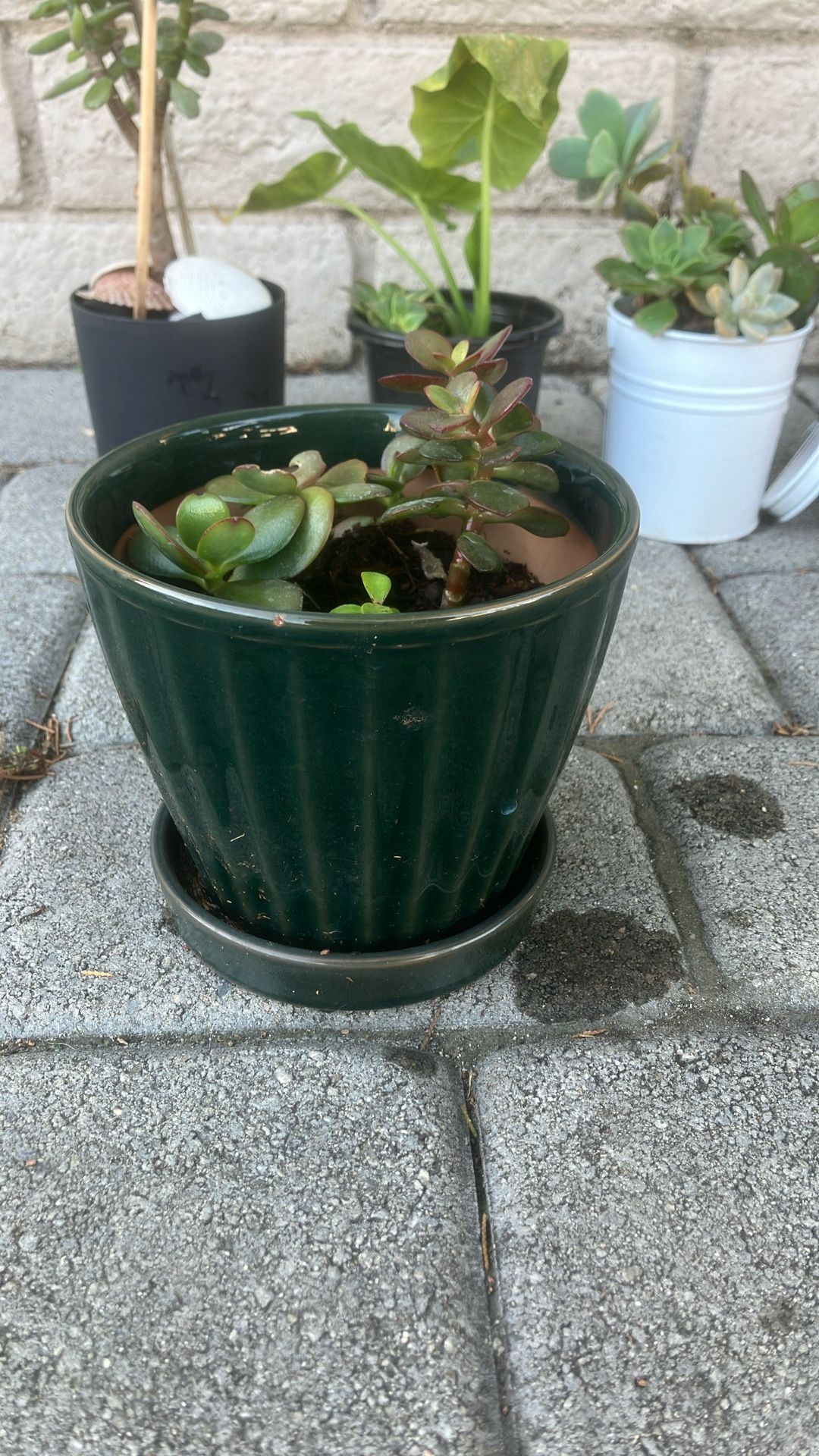 $7 Medium Plant Pot