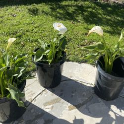 Calla Lily Large Plant