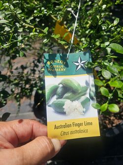 Finger lime tree