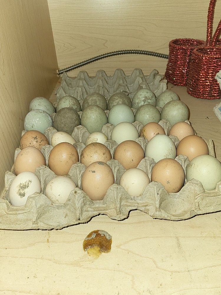 Quality Fresh Eggs for Sale (CHEAP)!