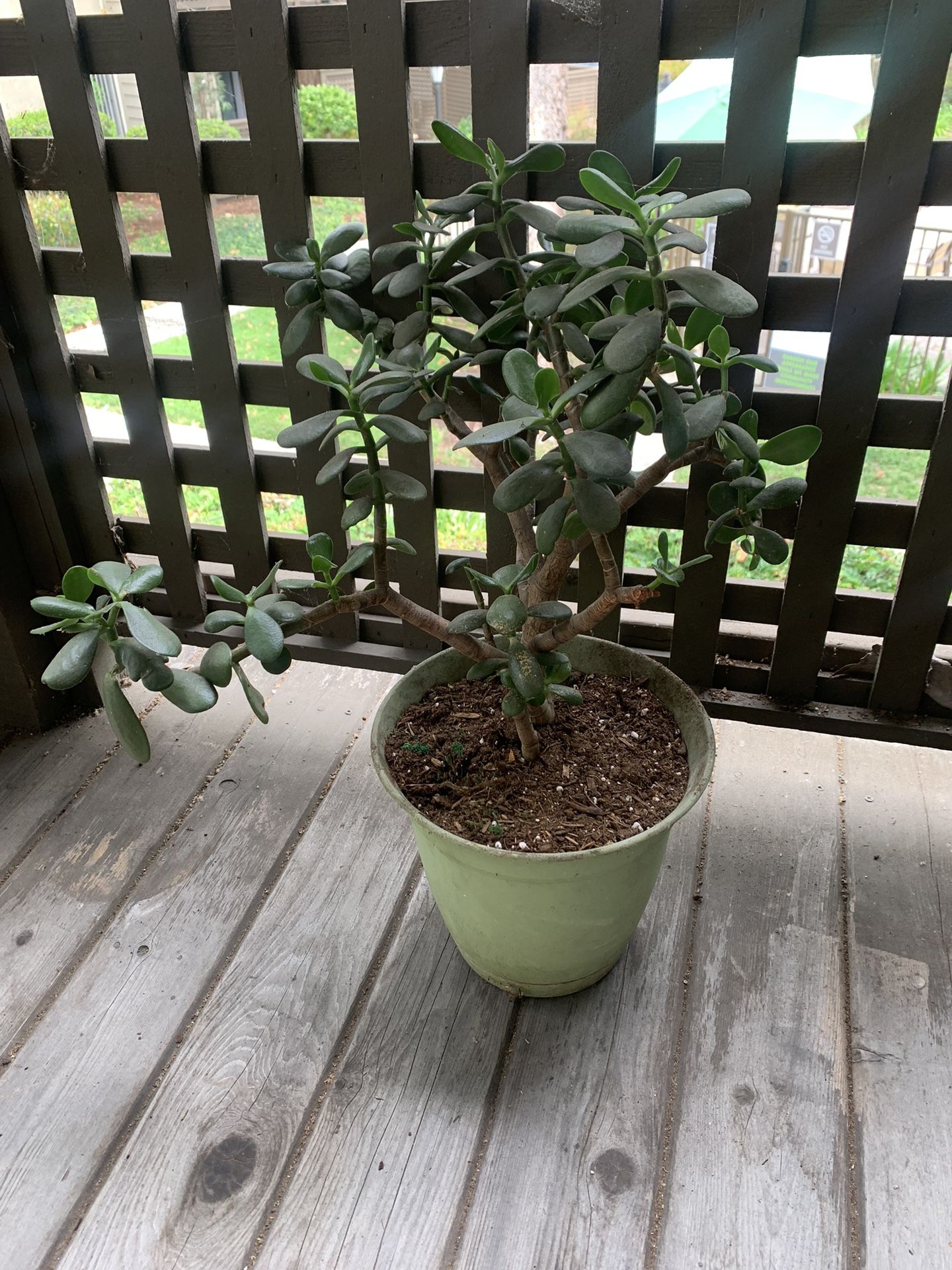 Jade Succulent Plant