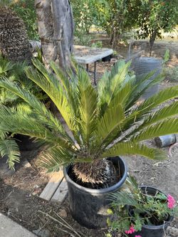 Sago Palm