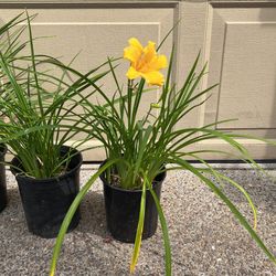 Yellow Daylilies