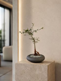 Operculicarya Decaryi/ Elephant Tree (Handmade Planter Included). #R1 ‘Local LA Seller’