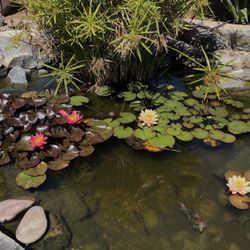 Pond Plants Water Lilly Papyrus - Reduced $