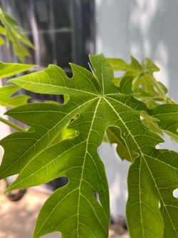 Papaya