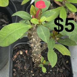 Euphorbia Milii Crown Of Thorns $5 & $10
