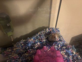 50 gallon fish tank or hamster