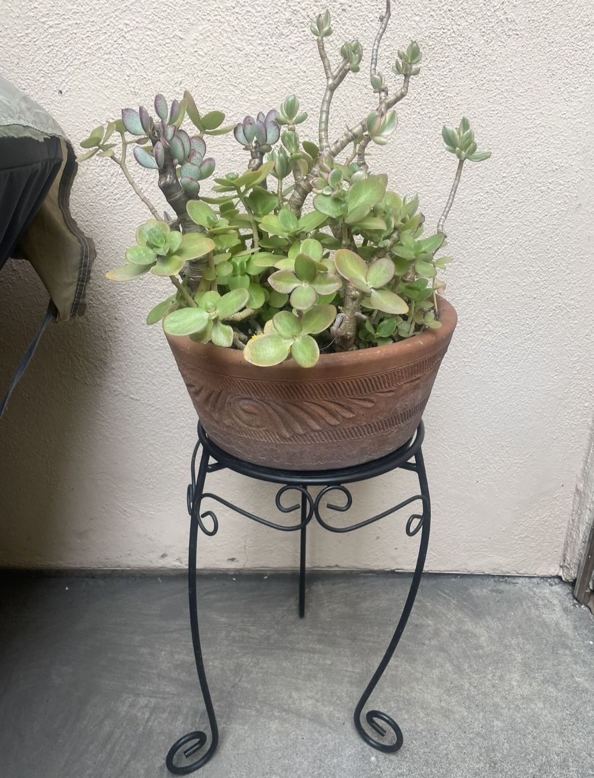 Plant Stand with Plant