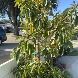 Fruit Trees