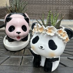 Baby Pandas 🐼 🐼 Two Planters Duo - Boy And Girl W Succulents 